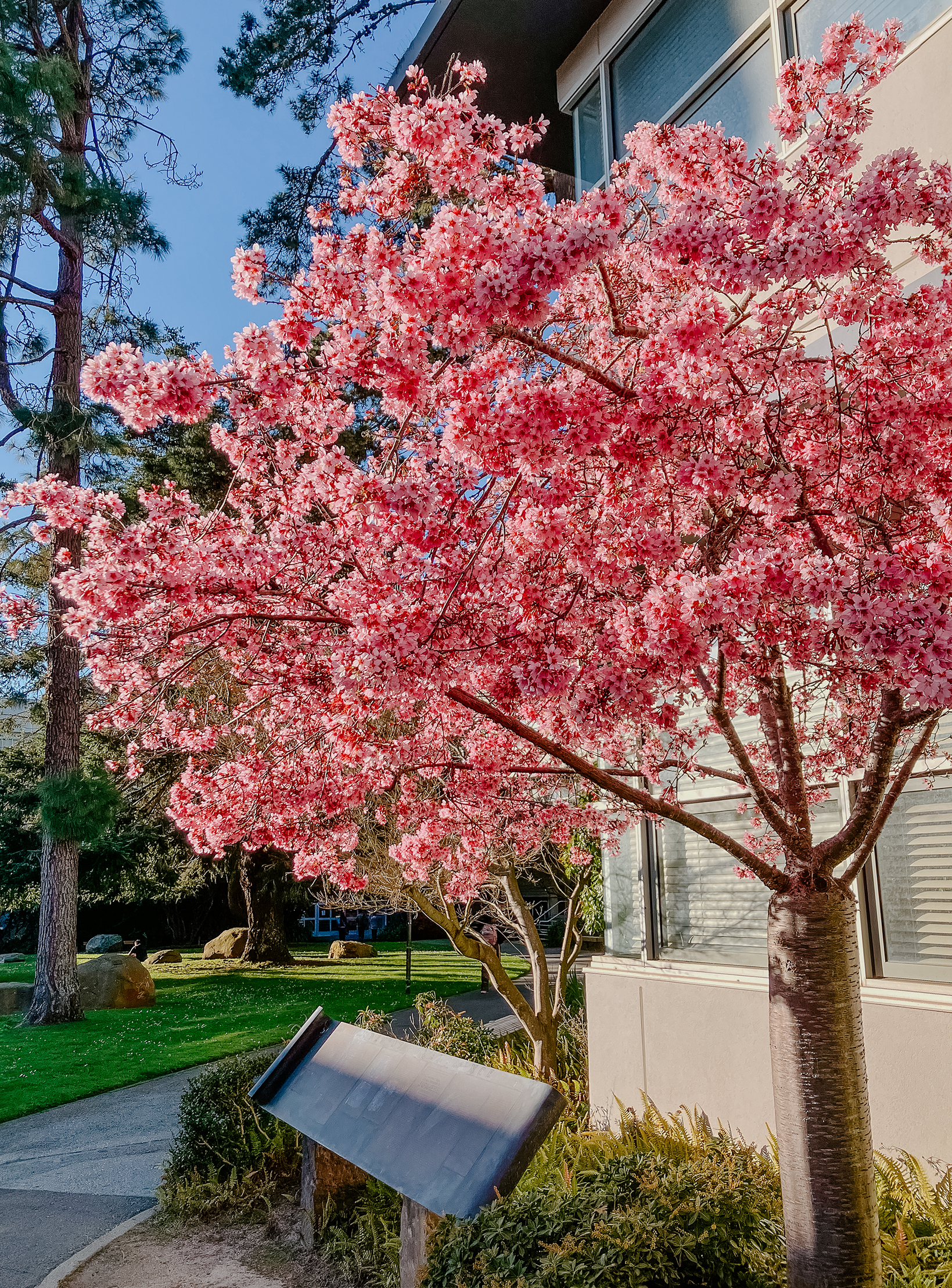 Cherry Blossom Tree with Scroll